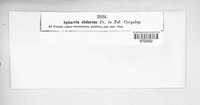 Praetumpfia obducens image